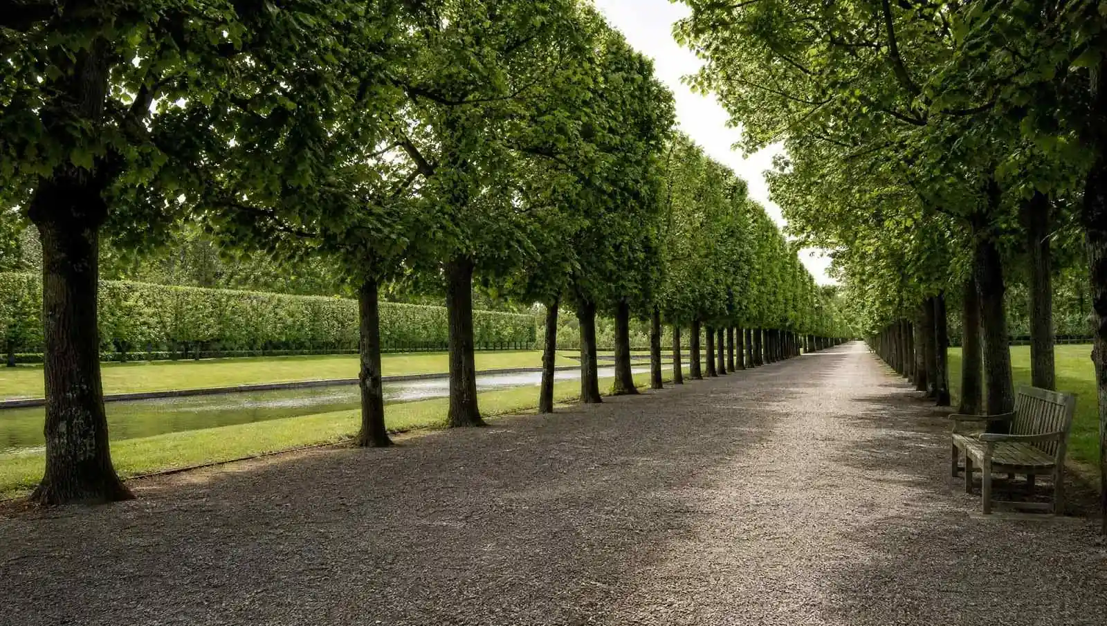 Una avenida de grava entre dos hileras de tilos entrelazados