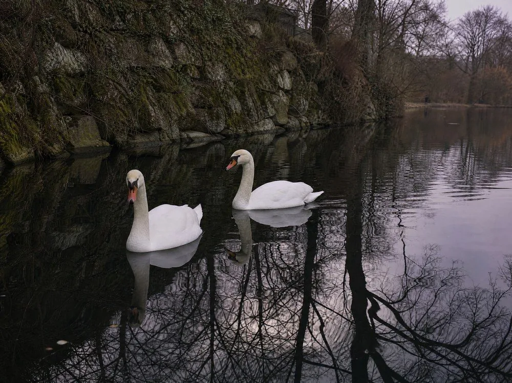 Una pareja de cisnes en aguas tranquilas